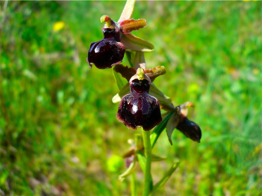 Ophrys , Orchis e ibridi - Orchidee cittadine II